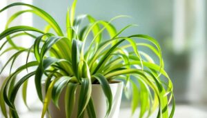 Grünlilie: Laut NASA-Studie eine der effektivsten Pflanzen gegen Schadstoffe in der Raumluft