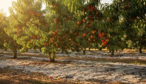 Seit ich Holzasche unter meine Obstbäume streue, tragen sie deutlich mehr Früchte