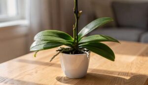 Orchideen nach der Winterblüte: So schneiden Sie den Stiel richtig zurück