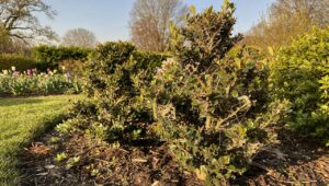 Buchsbaumzünsler 2026: Das Julius Kühn-Institut warnt vor einer besonders frühen Saison