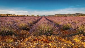 Lavendel im April pflanzen: Der Boden-Trick, den Profis in der Provence anwenden