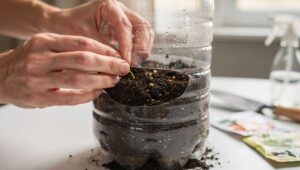 Tomatensaat im Haus: Der Flaschentrick, der die Keimung laut Gärtnern um Tage beschleunigt
