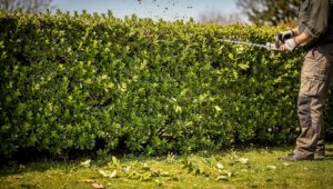 Hecke schneiden im Frühjahr: Was das Bundesnaturschutzgesetz ab März verbietet